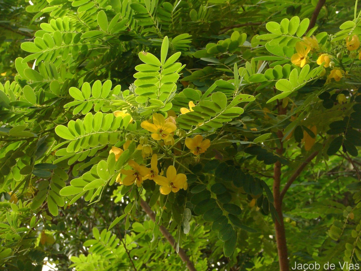 Senna surattensis (Burm.f.) H.S.Irwin & Barneby
